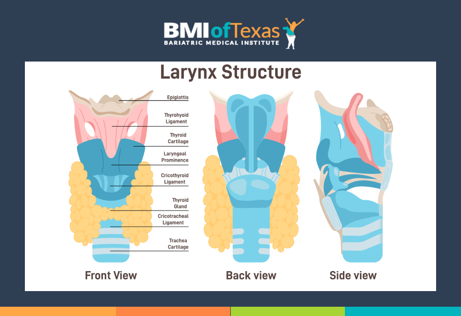 Diagram of Larynx Structure and Thyroid
