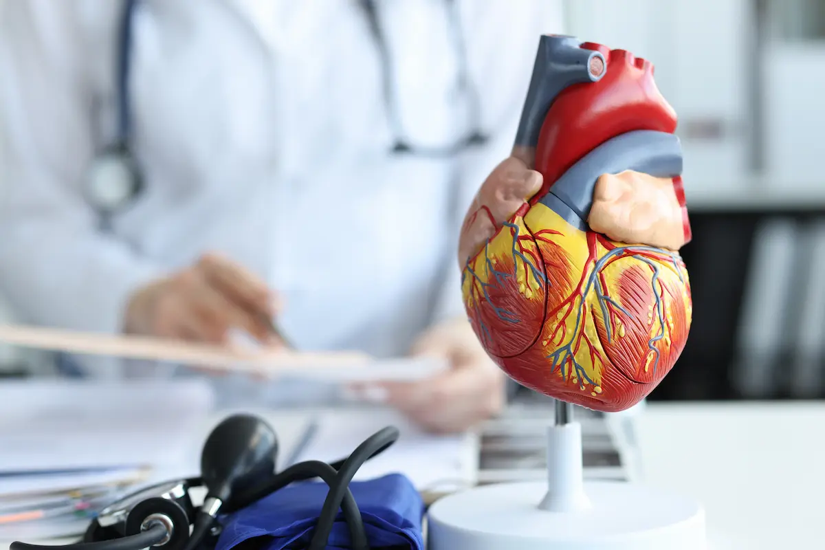 A plastic model of a human heart