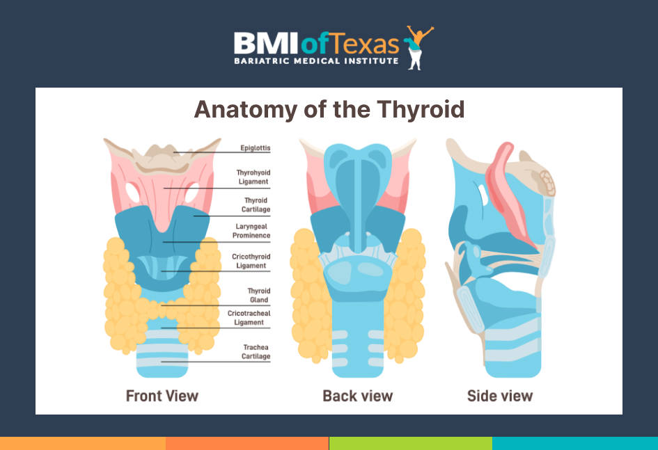 Anatomy of the Thyroid