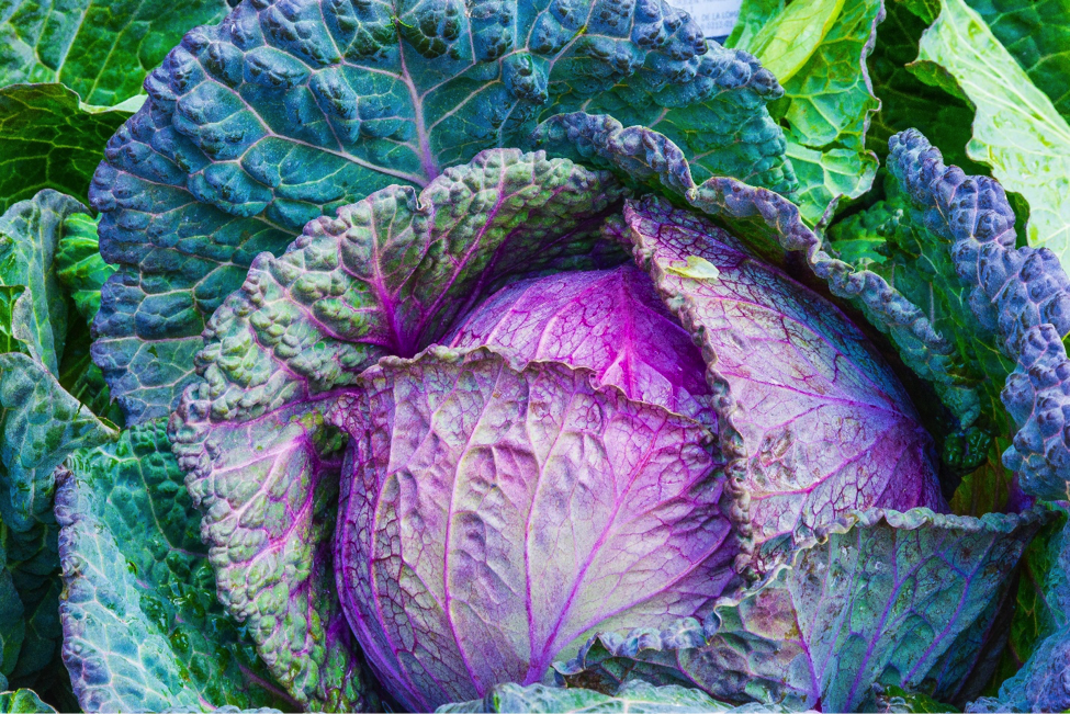 A purple and green head of cabbage up close.