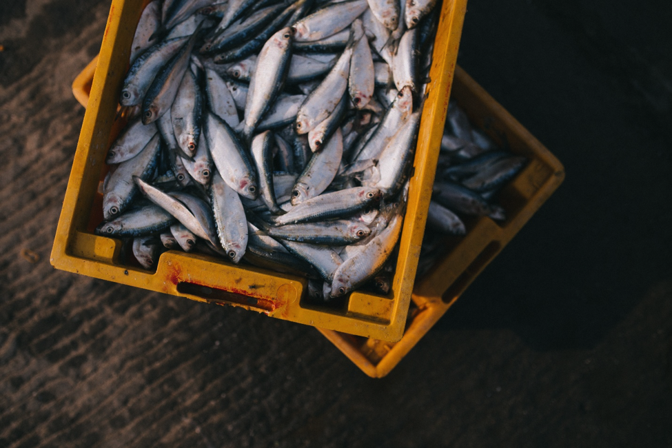 Crates of fish on top of each other.