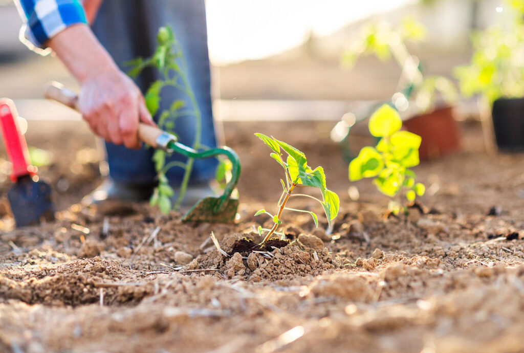 Close up of a person using a gardening tool to prepare soil for plants.