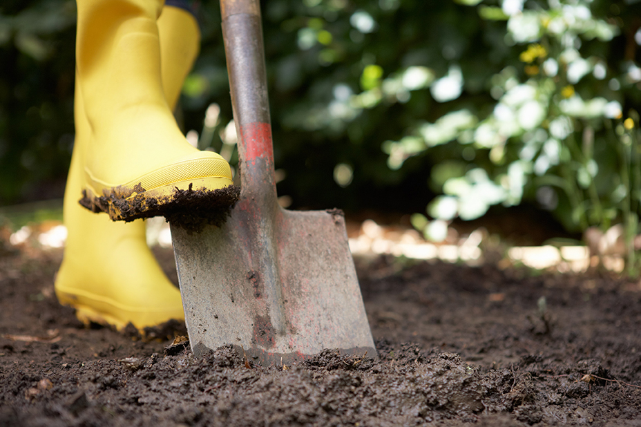 Close up of person wearing yellow gardening boots and stepping on shovel to push into mud and soil.