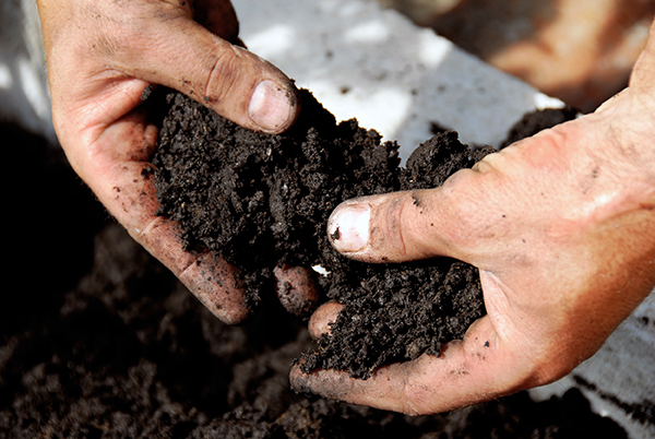 Close up of hands holding wet soil for a healthy garden.