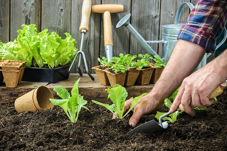 Close up of man using shovel to put leafy plants into the soil for a healthy garden.