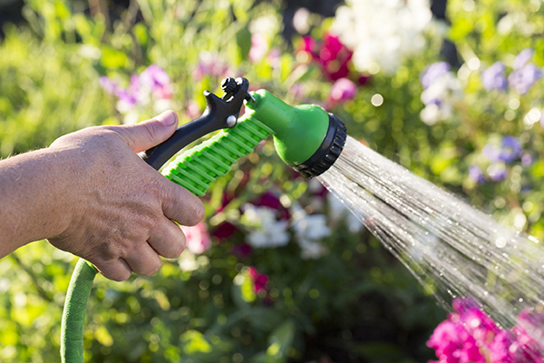 Close up of person holding hose and spraying water at flowers.