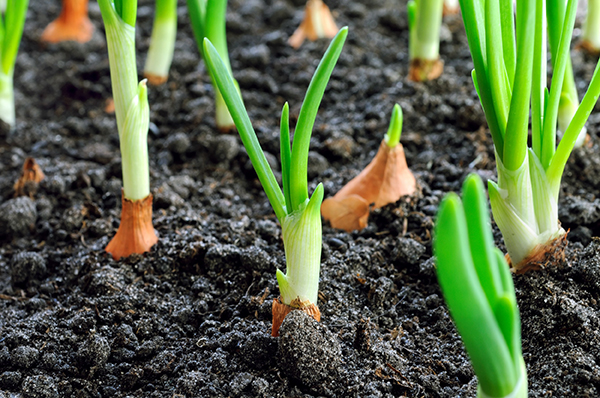 Tops of carrots surrounded by dark mulch and soil of a healthy garden.