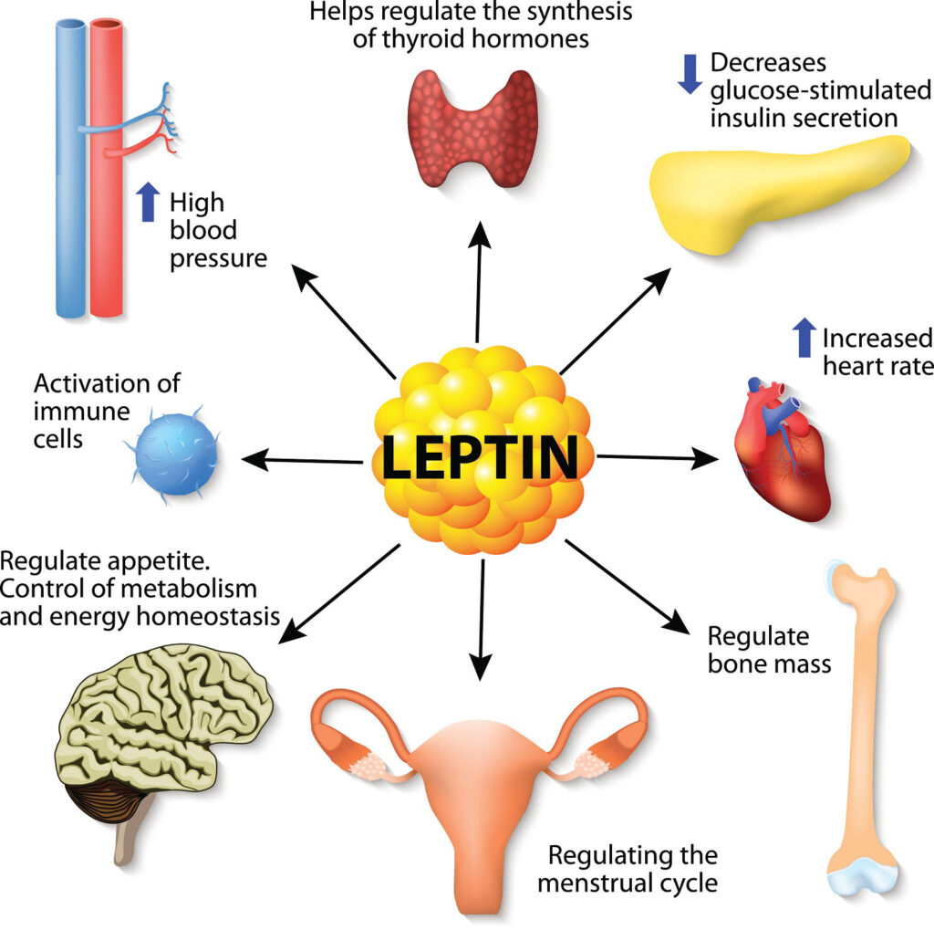 Vector drawing showing how Leptin helps the body through hormones and weight loss relationship.