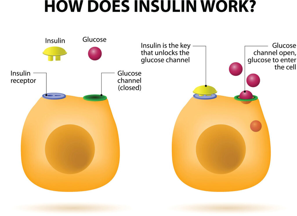 Vector drawing showing how Insulin works with glucose.
