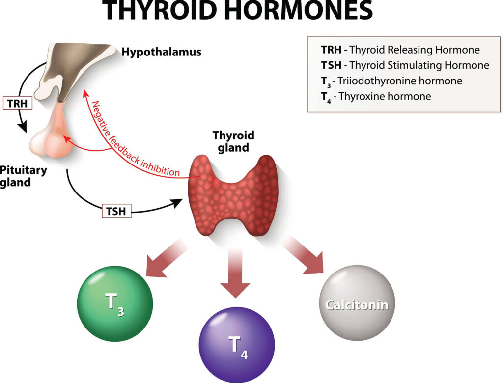 Vector drawing of how thyroid hormones work within the body.
