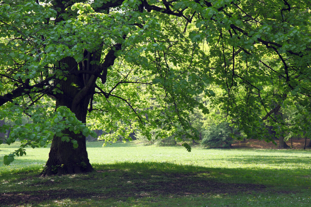 Large tree with cascading branches create a shady spot as a way to stay cool in the heat.