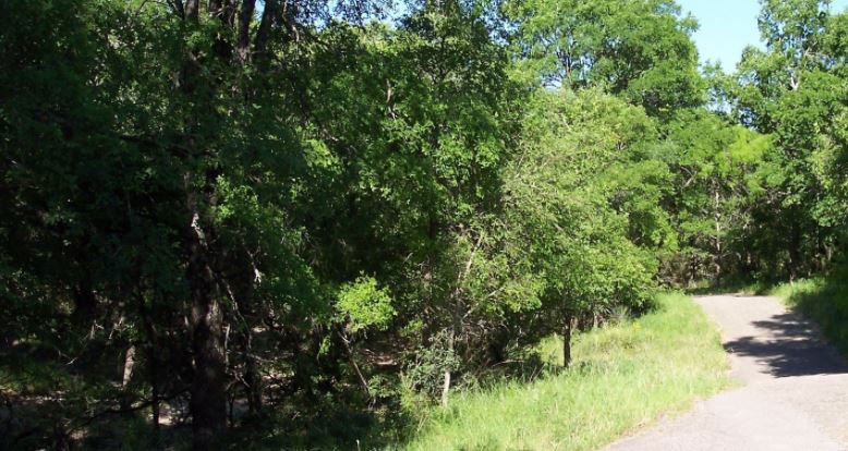 Hill Country trees surround a trail running through one of the best San Antonio parks, McAllister Park.