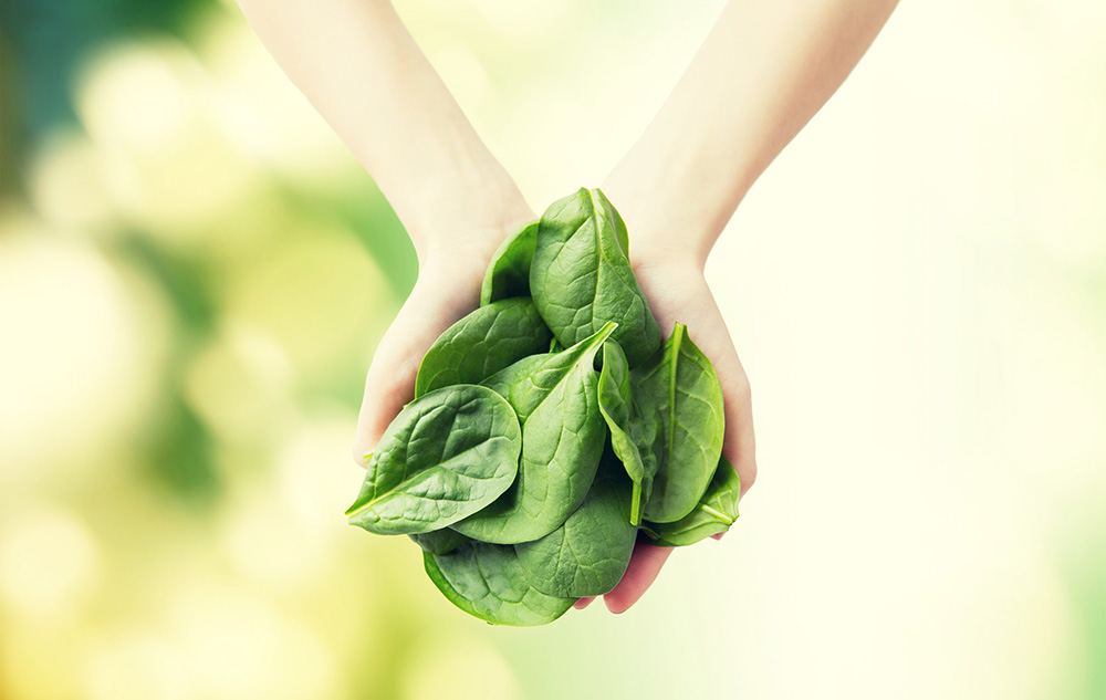 Arms of person stretched out and holding spinach leaves to show spinach health benefits.